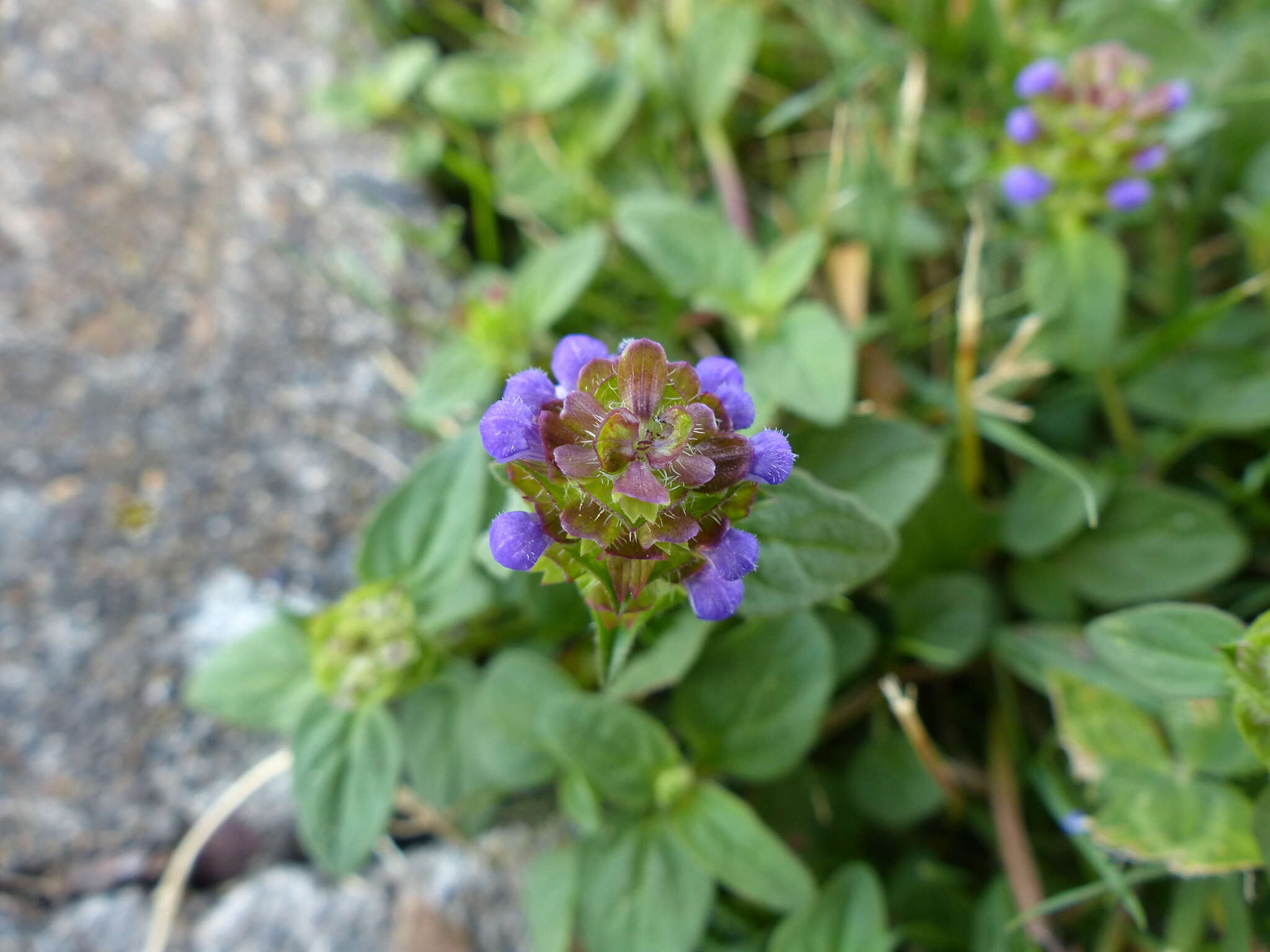 Prunella vulgaris subsp. vulgaris resmi