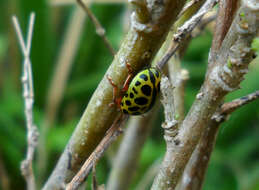 Calligrapha polyspila (Germar 1821)的圖片