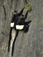 Image of Delacour's Langur