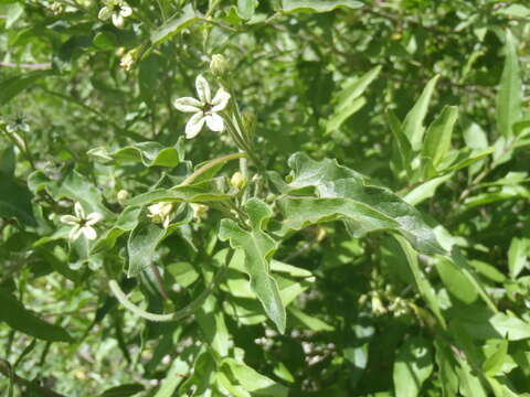 Image of Arizona milkvine