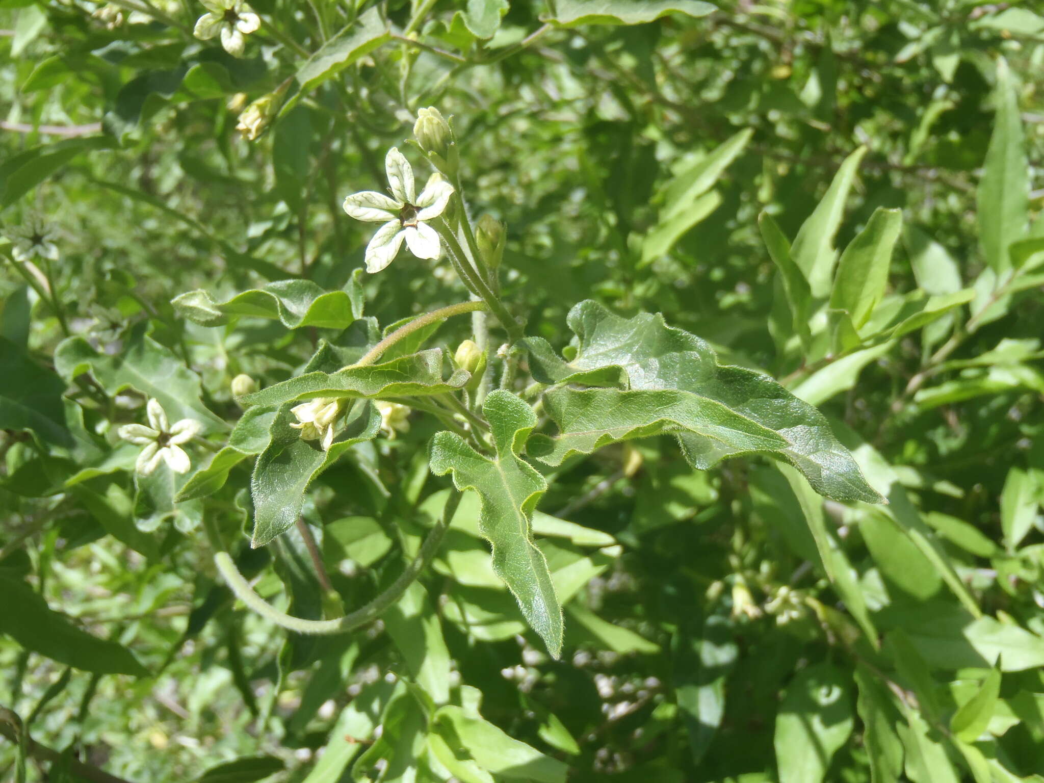 Sivun Matelea arizonica (A. Gray) Shinners kuva