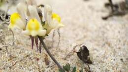 Image of Linaria polygalifolia subsp. polygalifolia