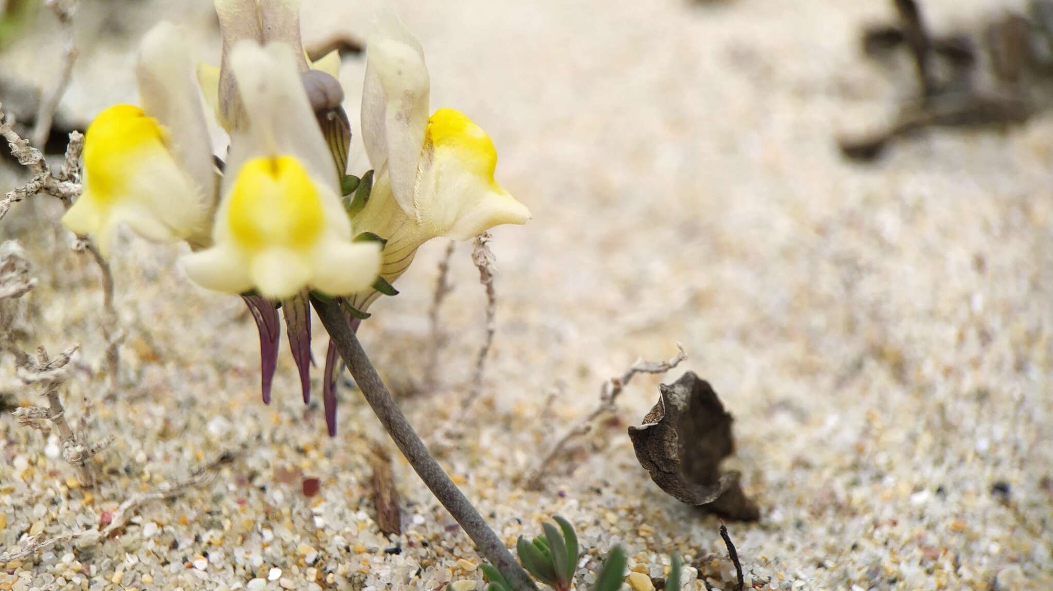 Plancia ëd Linaria polygalifolia subsp. polygalifolia