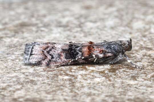 Image of Zimmerman Pine Moth