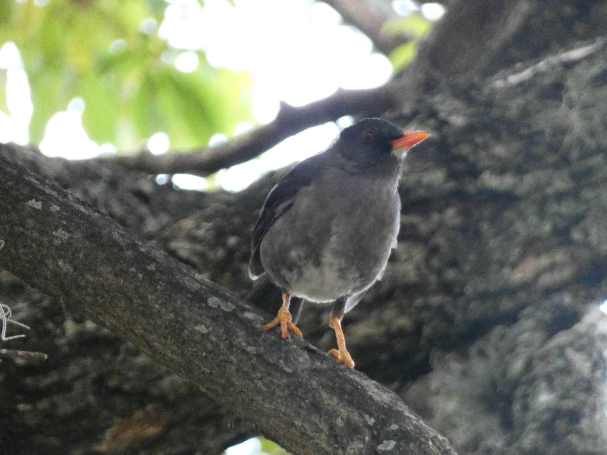 Image of White-chinned Thrush