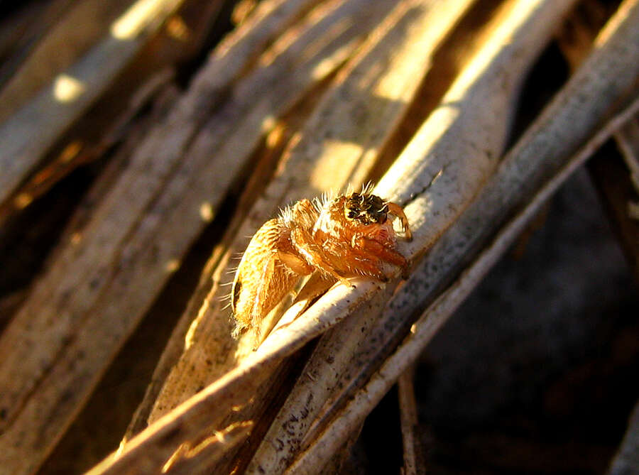 Image of Evarcha flavocincta (C. L. Koch 1846)