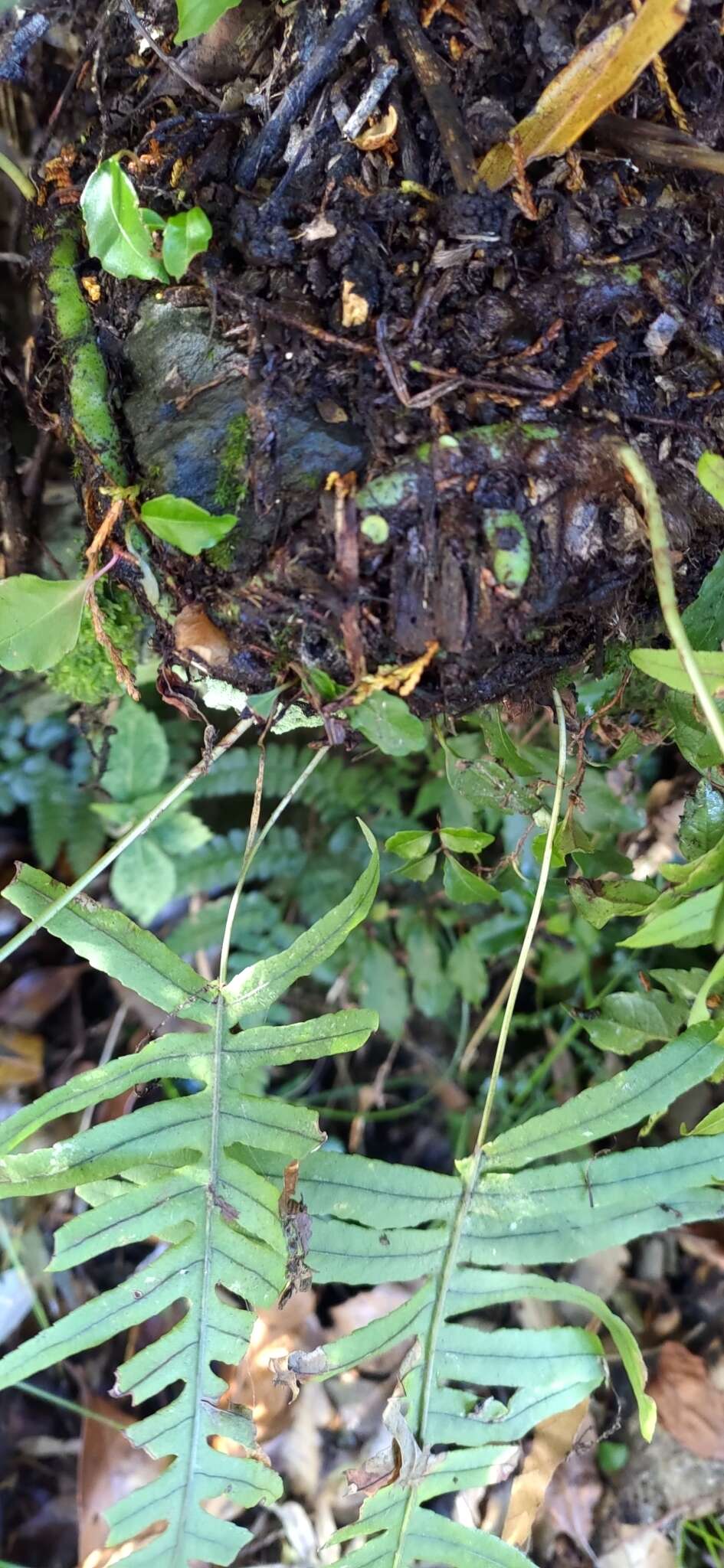 Слика од Polypodiodes amoena (Wall. ex Mett) Ching