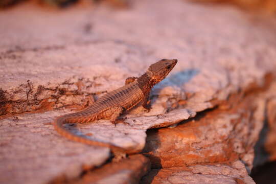 Image of Lawrence’s Girdled Lizard