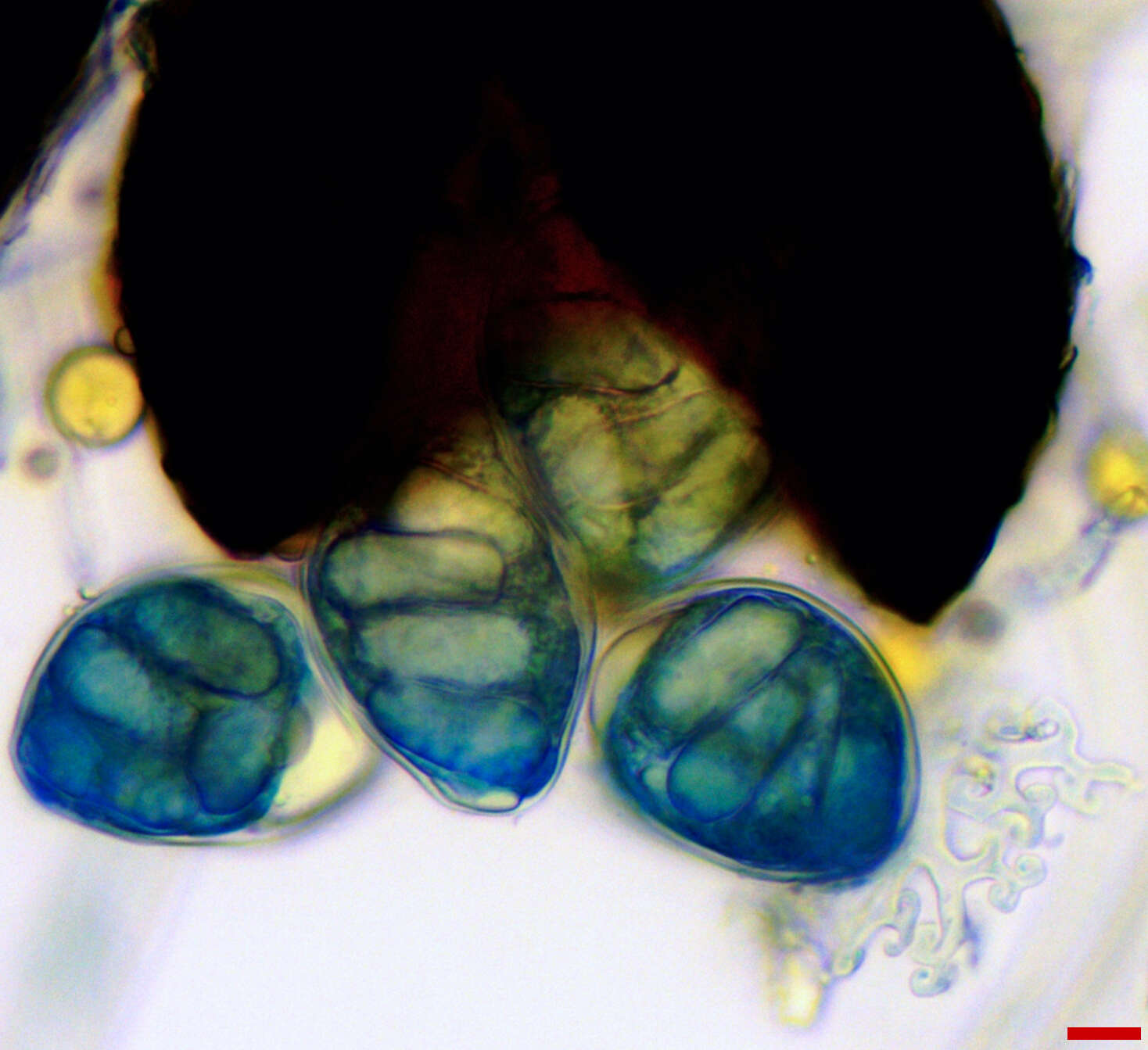 Image de Erysiphe extensa (Cooke & Peck) U. Braun & S. Takam. 2000