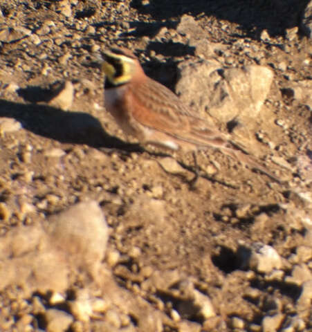 صورة Eremophila alpestris actia (Oberholser 1902)