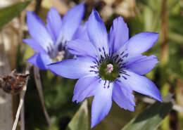 صورة Gentiana thunbergii var. thunbergii