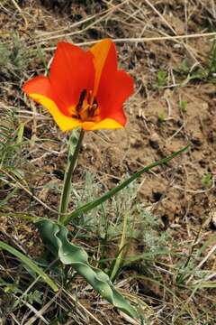 Image de Tulipa ostrowskiana Regel