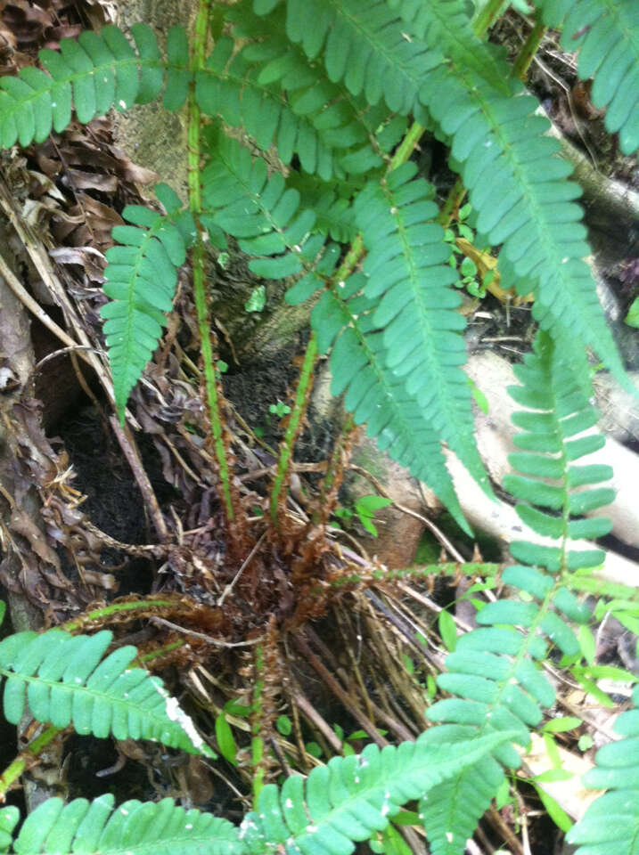 Sivun Dryopteris marginalis (L.) Gray kuva