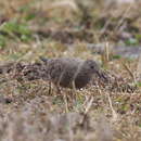 Image of Columbina passerina nigrirostris (Danforth 1935)