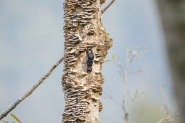 Image of Darjeeling Woodpecker