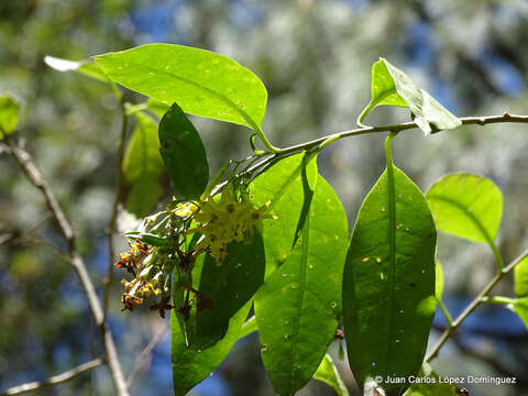 Image of orange jessamine