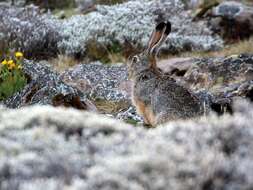 Image of Ethiopian Highland Hare