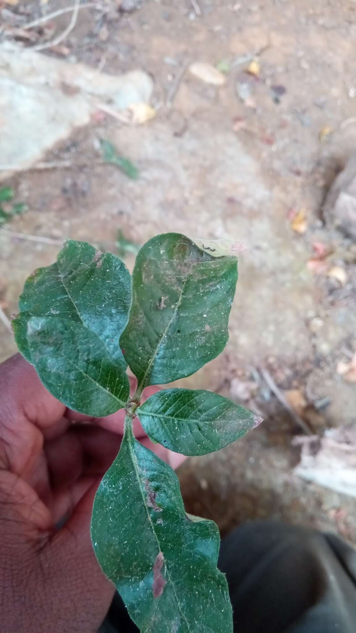 Imagem de Psychotria puffii Razafim. & B. Bremer