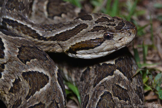 Imagem de Bothrops neuwiedi Wagler 1824