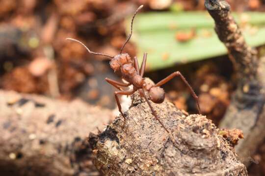 Image of Acromyrmex octospinosus (Reich 1793)