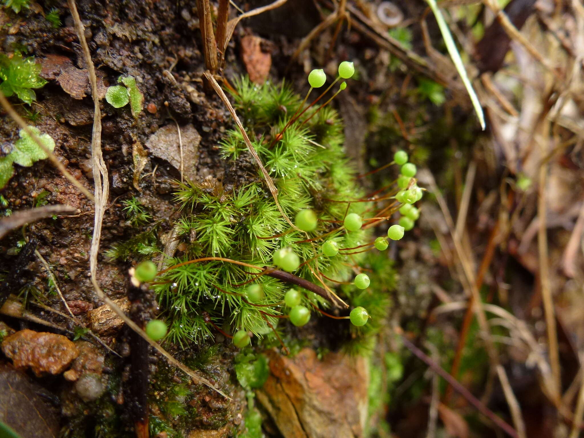 Image of Bartramia nothostricta Catcheside 1987