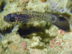 Image of Cardinalfish