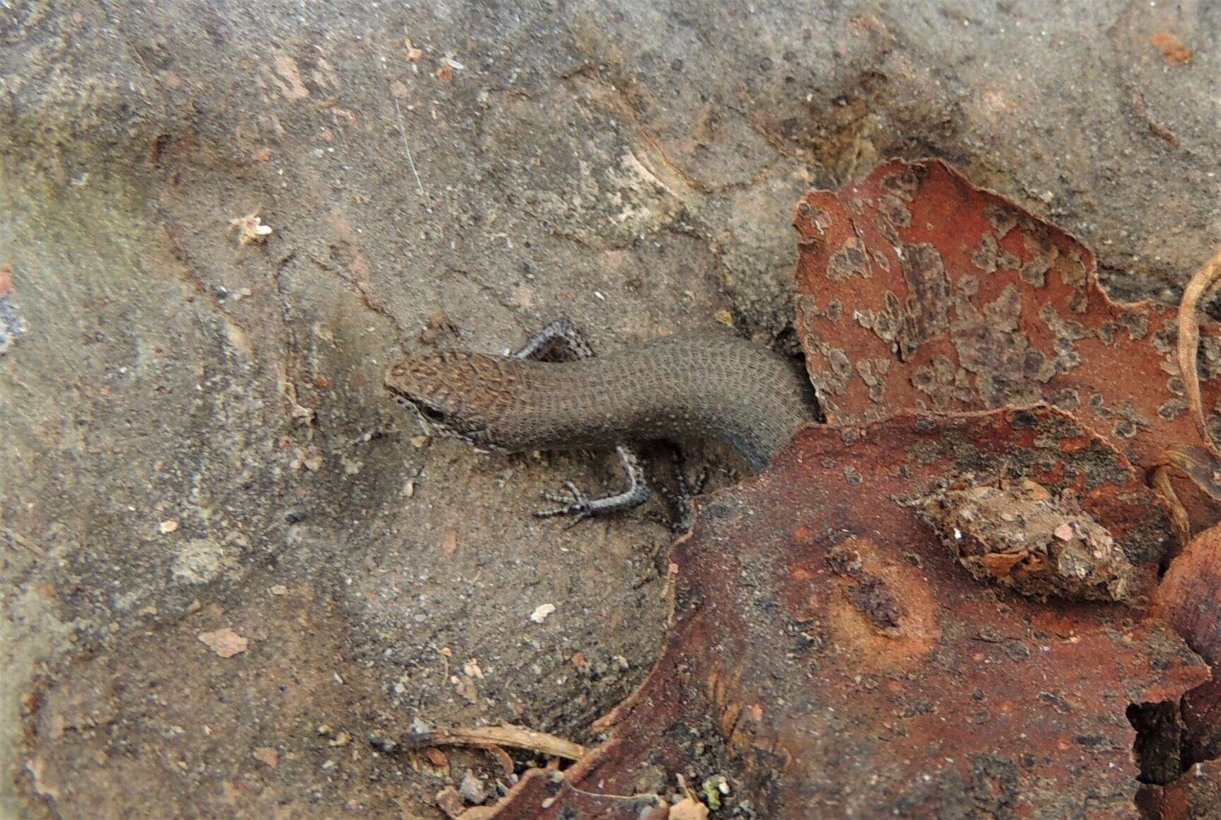 صورة Lygisaurus foliorum De Vis 1884