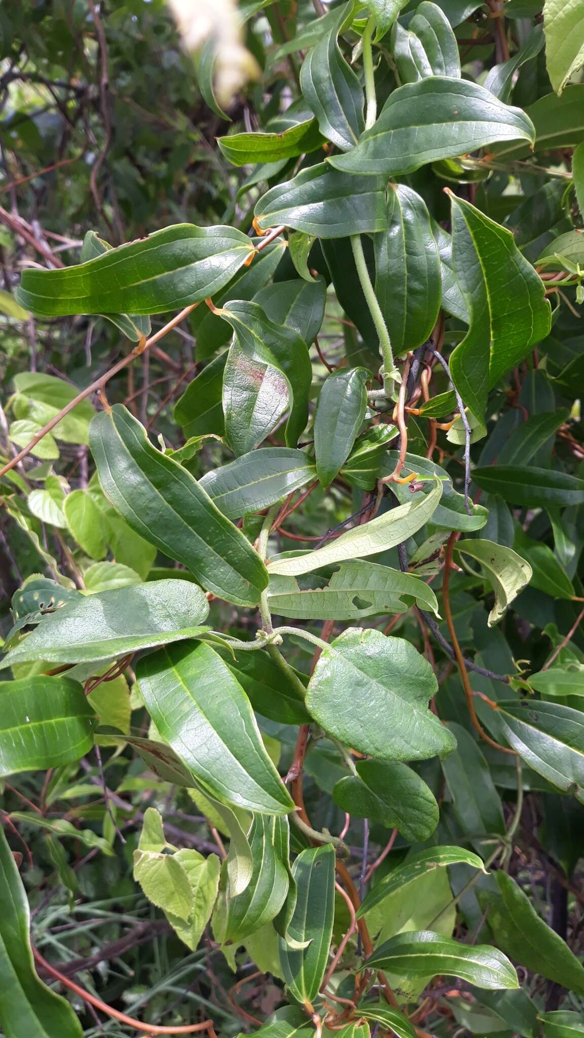 Imagem de Dioscorea bemandry Jum. & H. Perrier