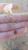 Imagem de Oxalis grammopetala Sond.