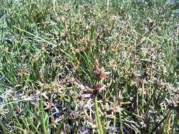 Image of proliferating bulrush