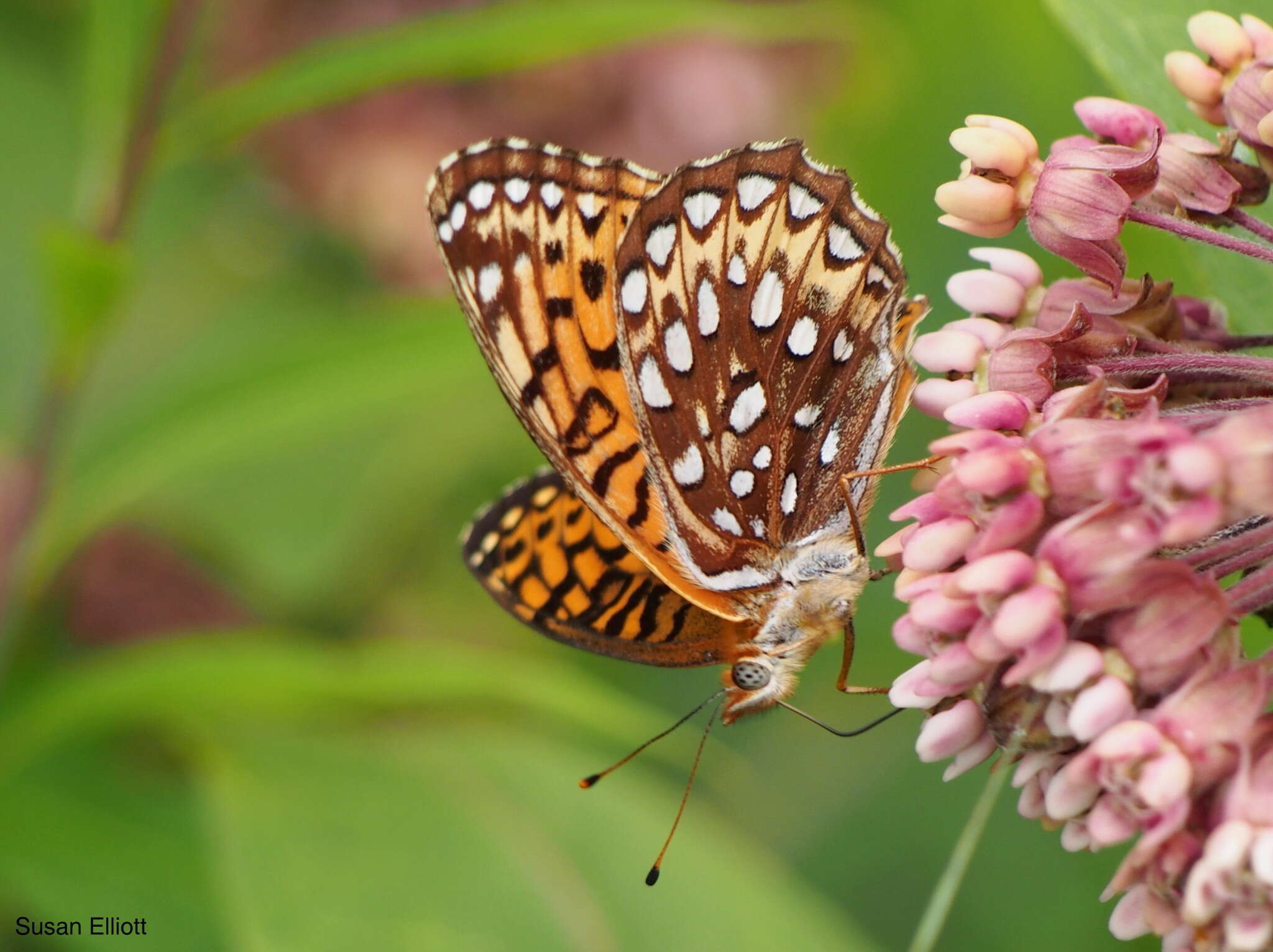 Image of Atlantis Fritillary