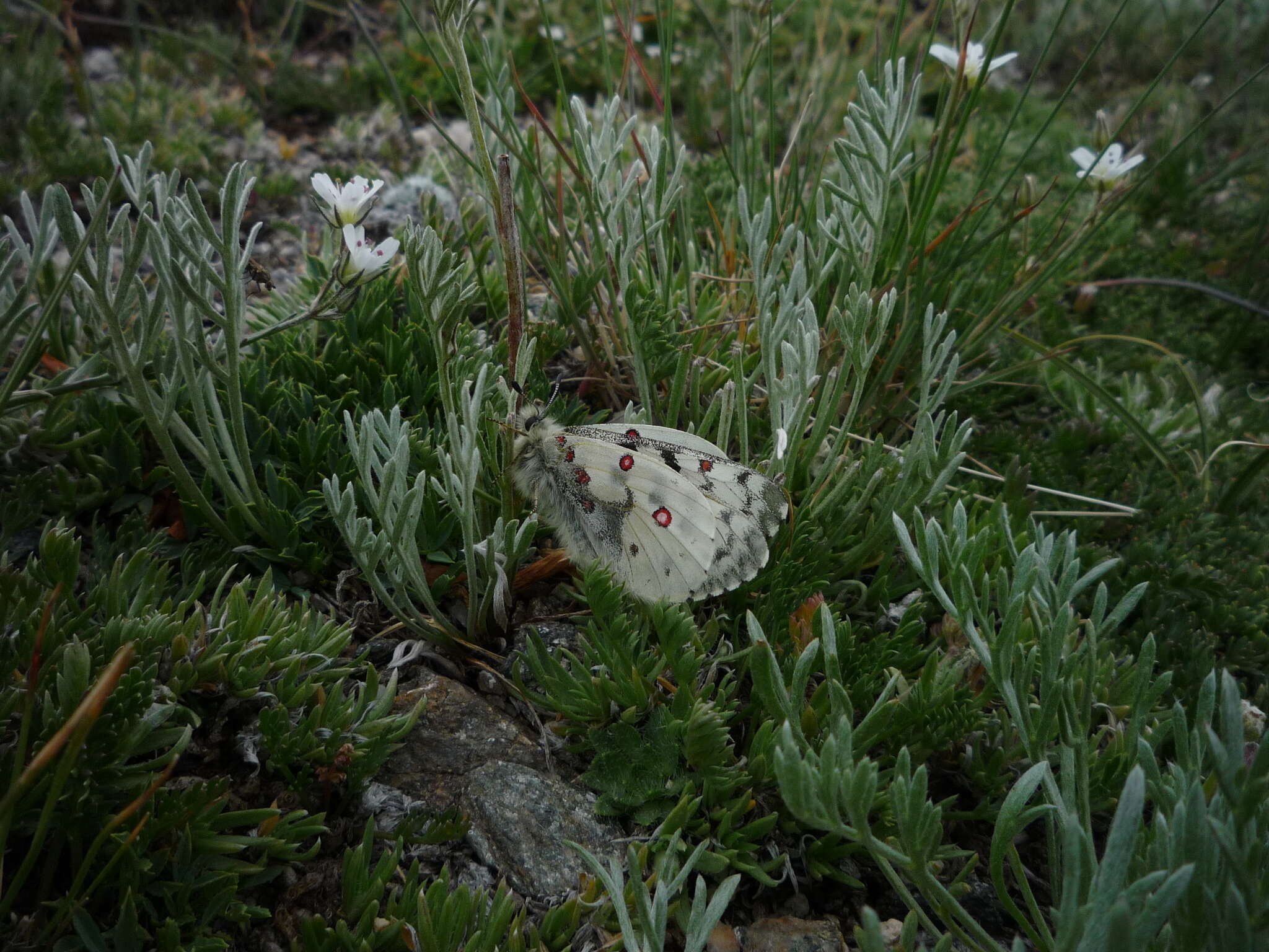 Image of Rocky Mountain Parnassian