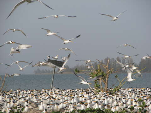 Image of West African Crested Tern