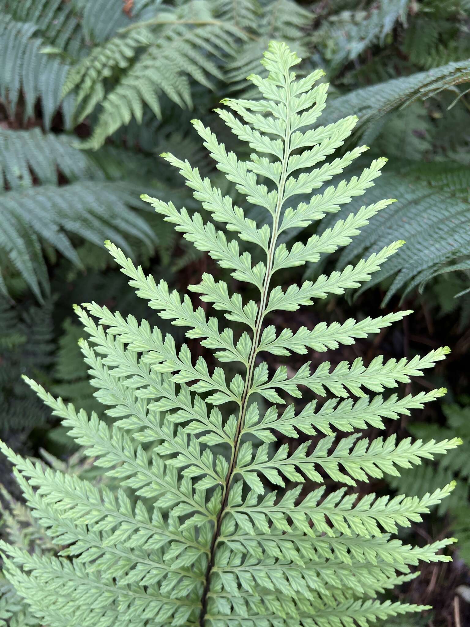 Image of Taper-Tip Spleenwort