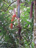 Image of Bamboo Palm