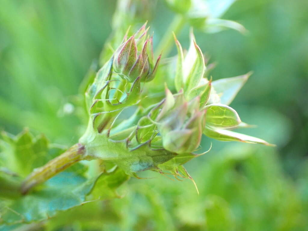 Image of Alepidea setifera N. E. Br.