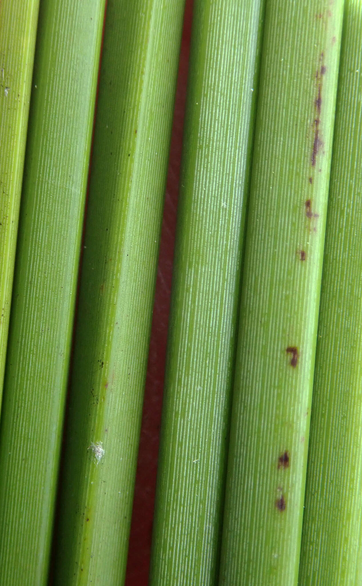 Image of Lepidosperma australe (A. Rich.) Hook. fil.