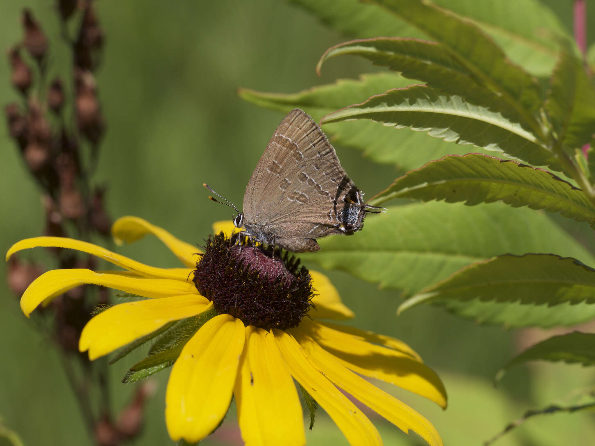 Image of Banded Hairstreak