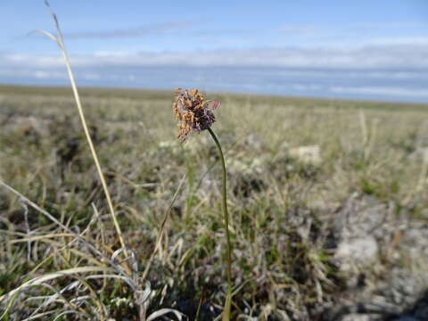 Image of Alpine Foxtail