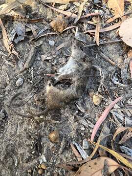 Image of Antechinus flavipes leucogaster (Gray 1841)