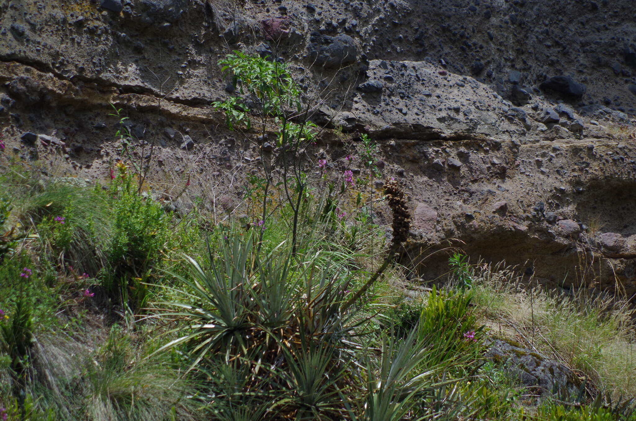 Imagem de Puya glomerifera Mez & Sodiro