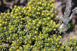 Ozothamnus ledifolius (A. Cunn. ex DC.) Hook. fil. resmi