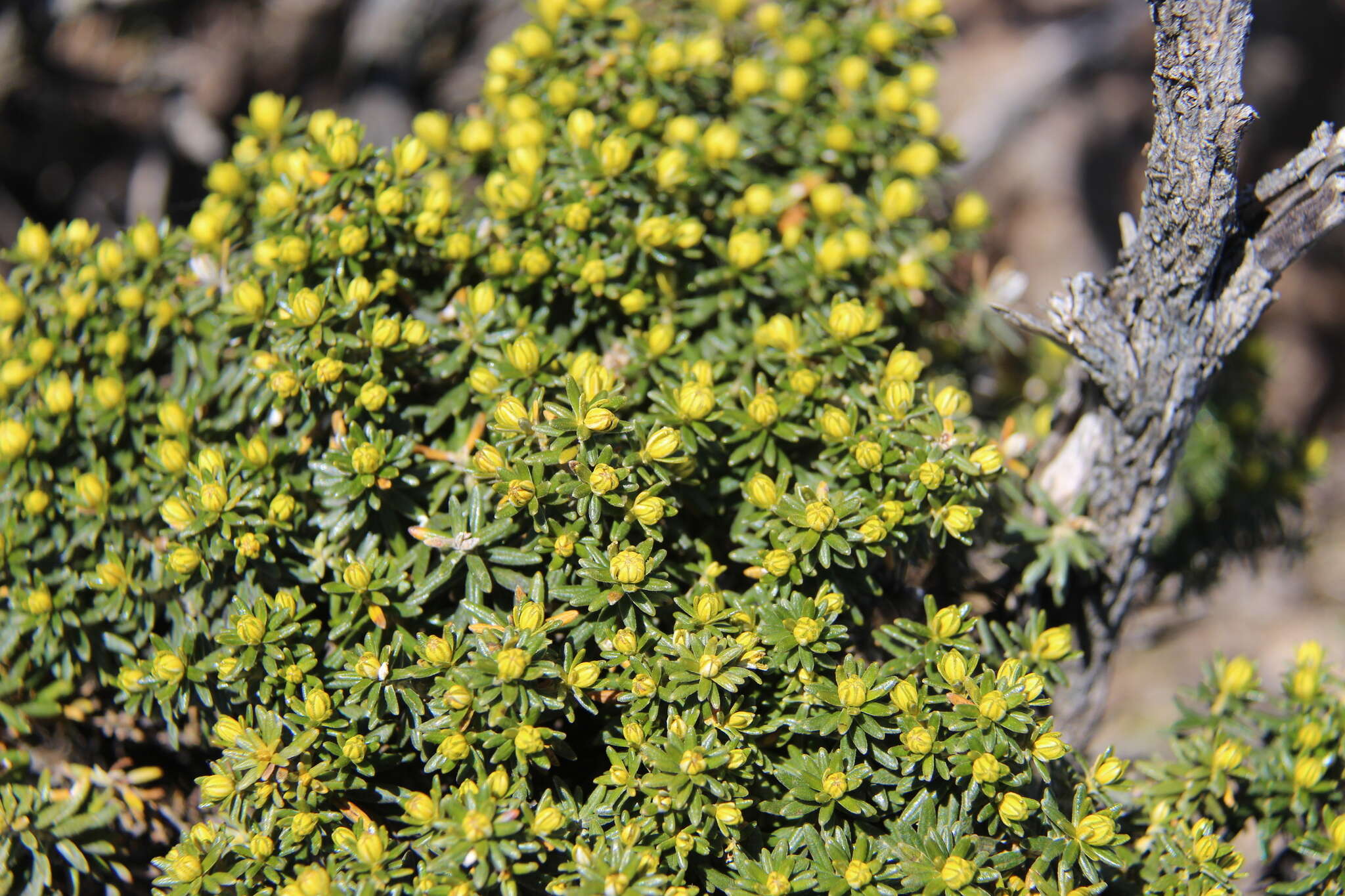 Ozothamnus ledifolius (A. Cunn. ex DC.) Hook. fil. resmi