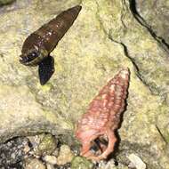 Image of blue-legged hermit crab