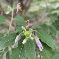 Image of Solanum tettense Klotzsch