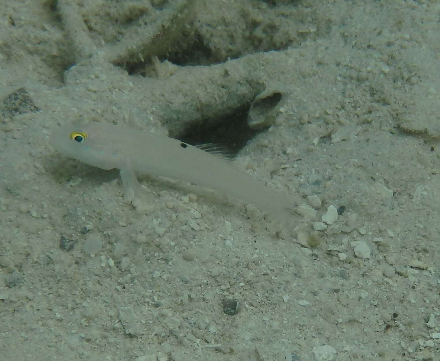 Image of Sixspot goby