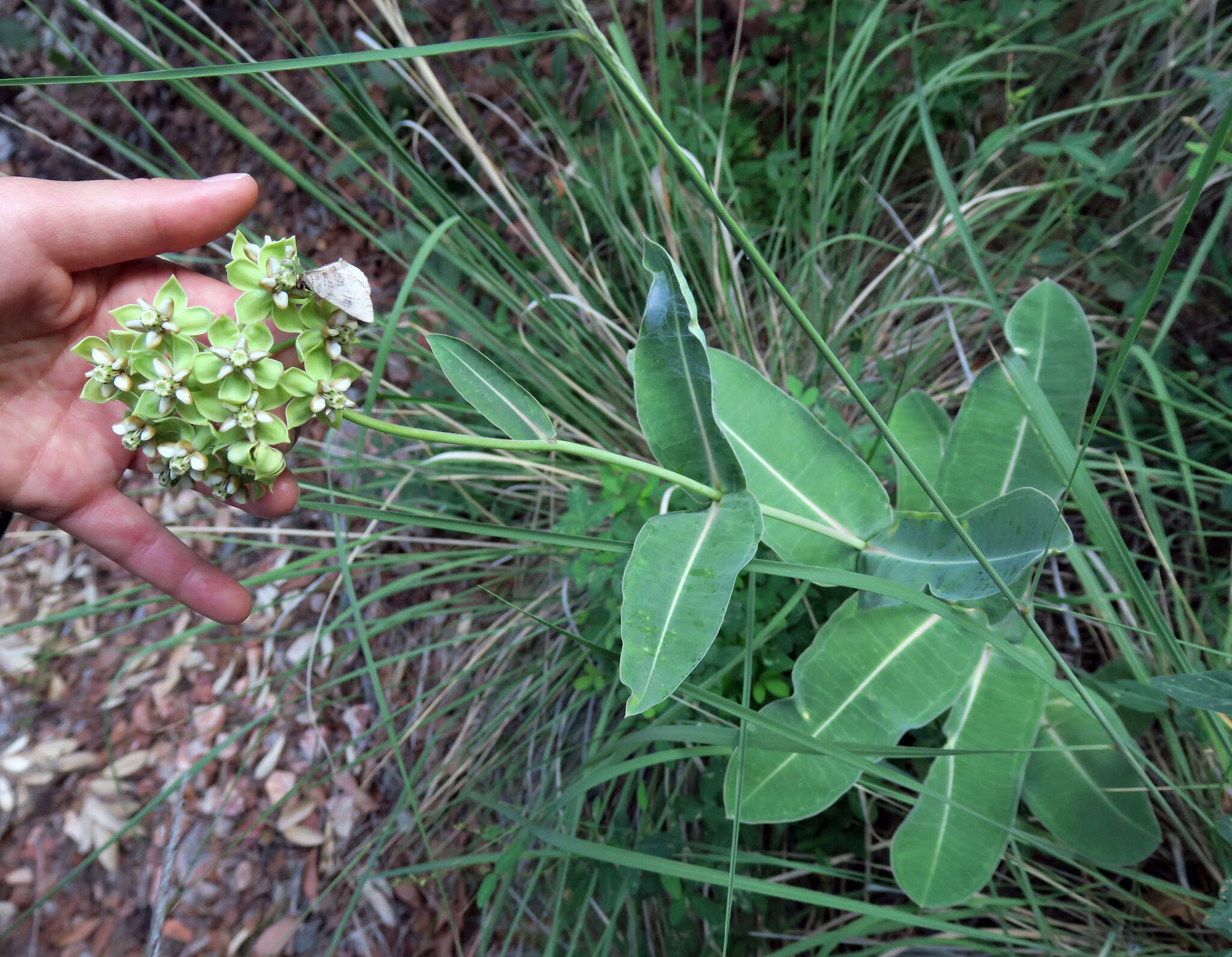 Image of Asclepias elata Benth.