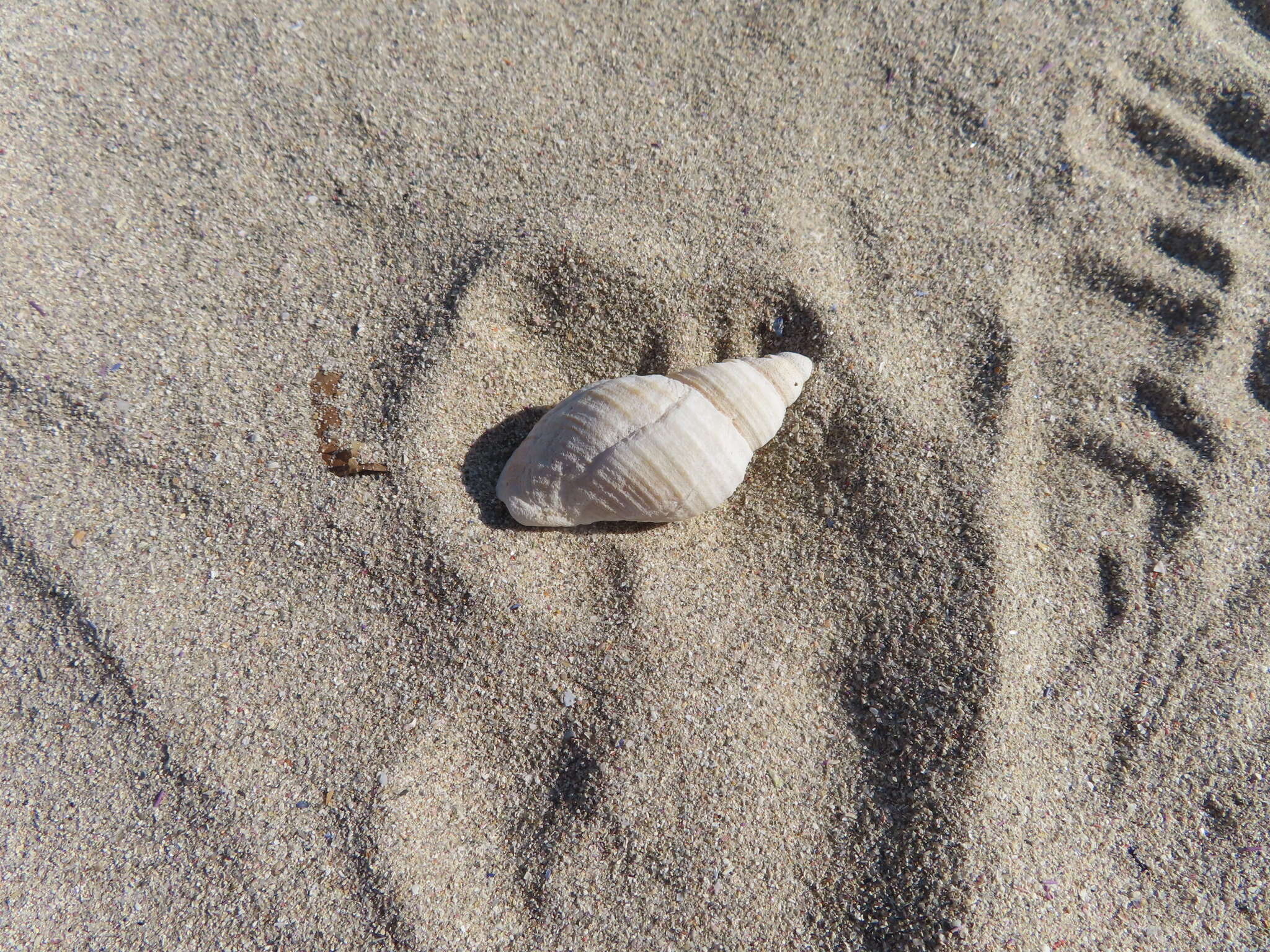 Image of scaly dogwhelk