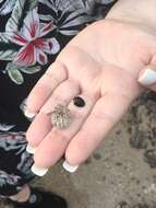 Image of Burrowing urchin