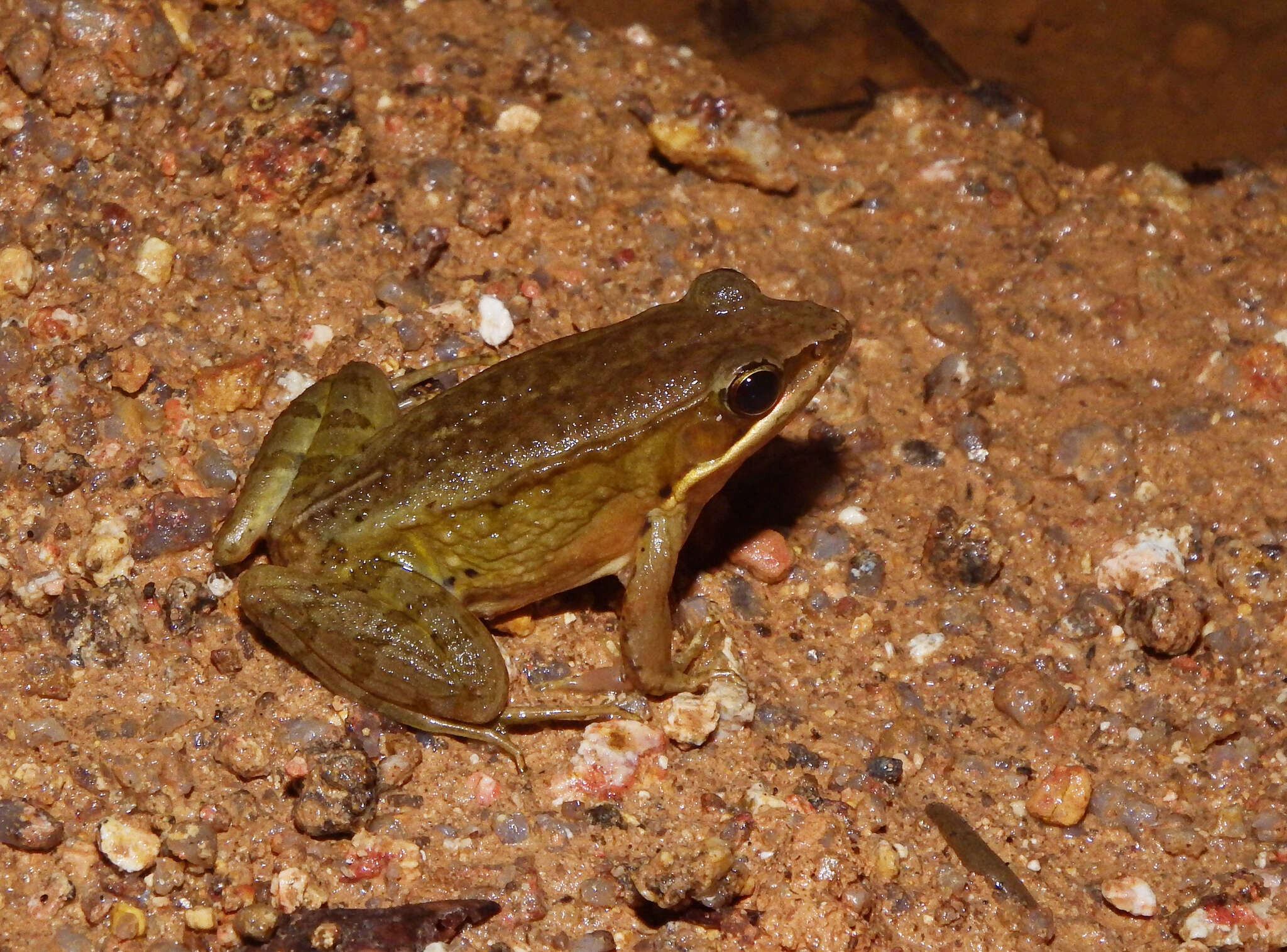 Image of Nidirana guangdongensis